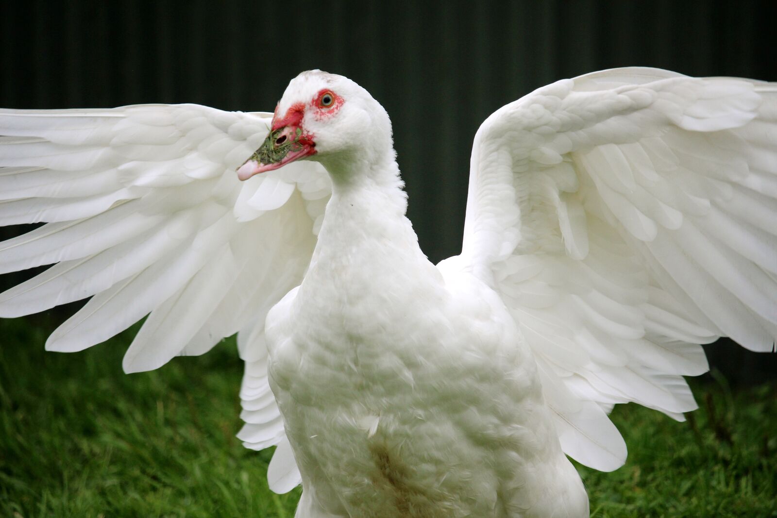 Canon EF-S 55-250mm F4-5.6 IS STM sample photo. Duck, wing, flutter photography