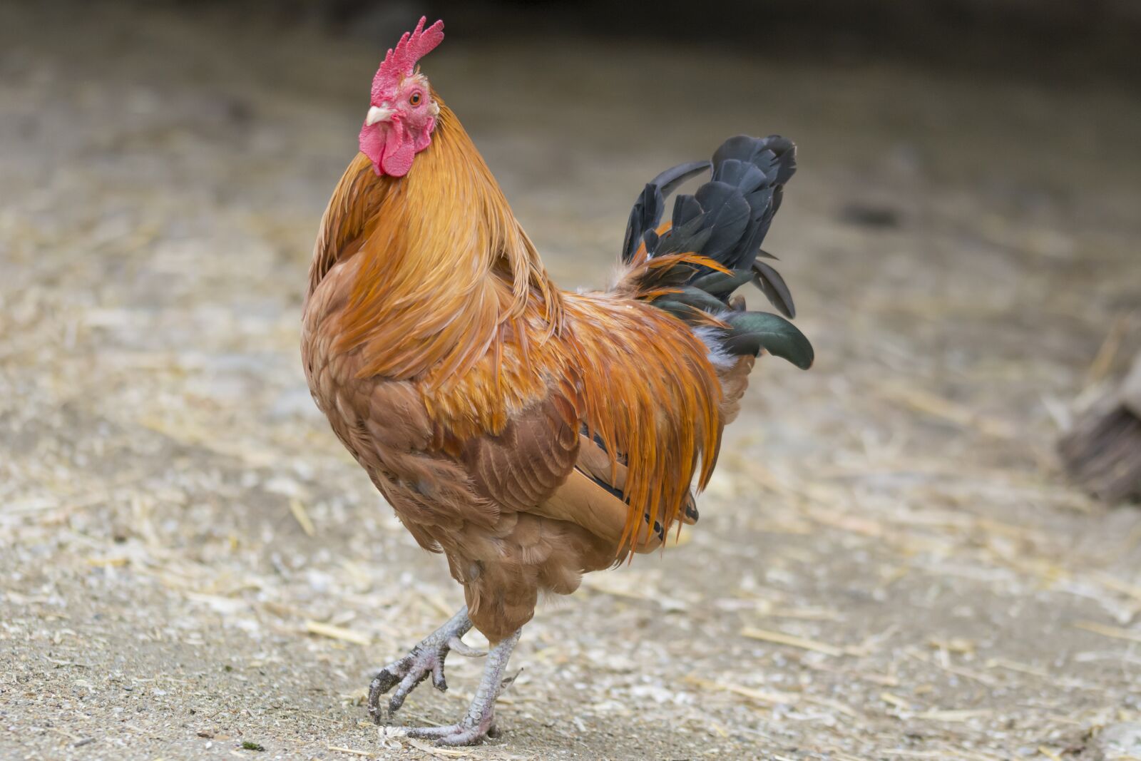 Nikon D5200 sample photo. Chickens, chicken, haan photography