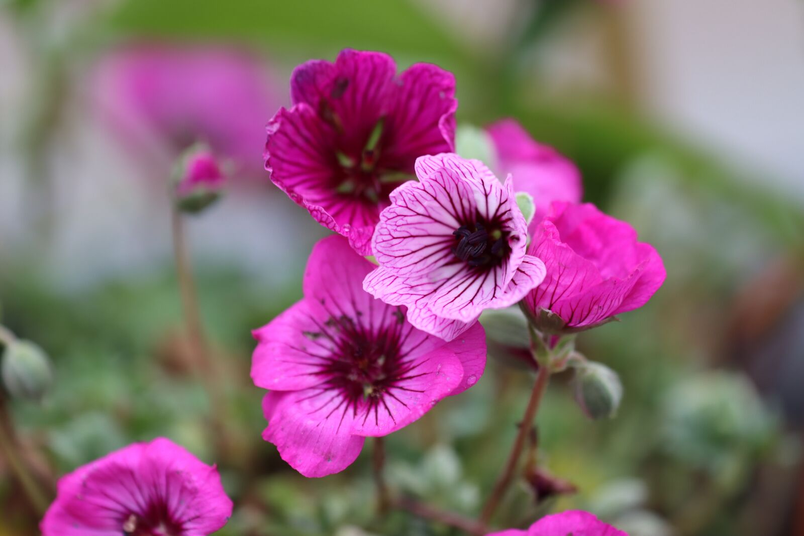 Canon EOS 90D sample photo. Cranesbill, color, meadow photography
