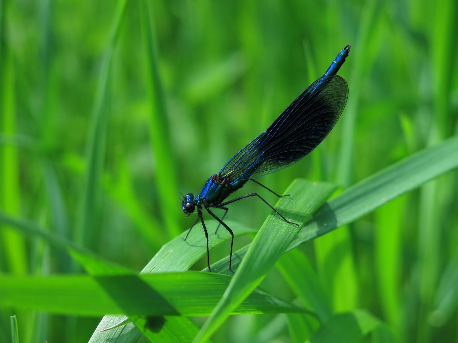 Canon PowerShot G15 sample photo. Banded blue-green splendor dragonfly photography