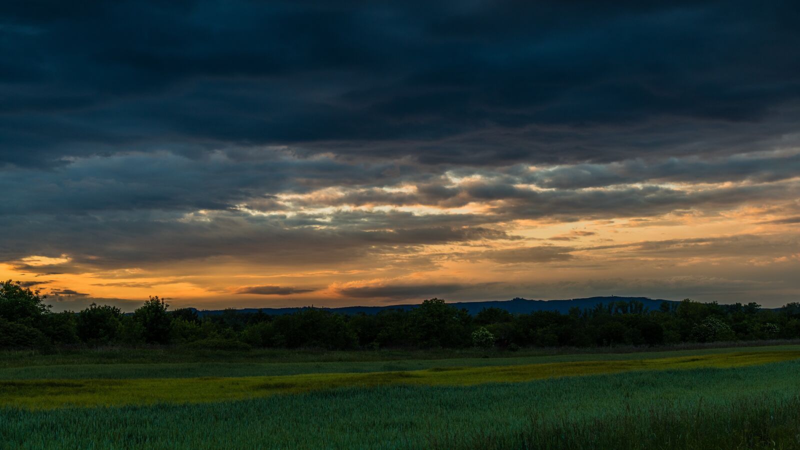Nikon D850 sample photo. Field, nature, green photography