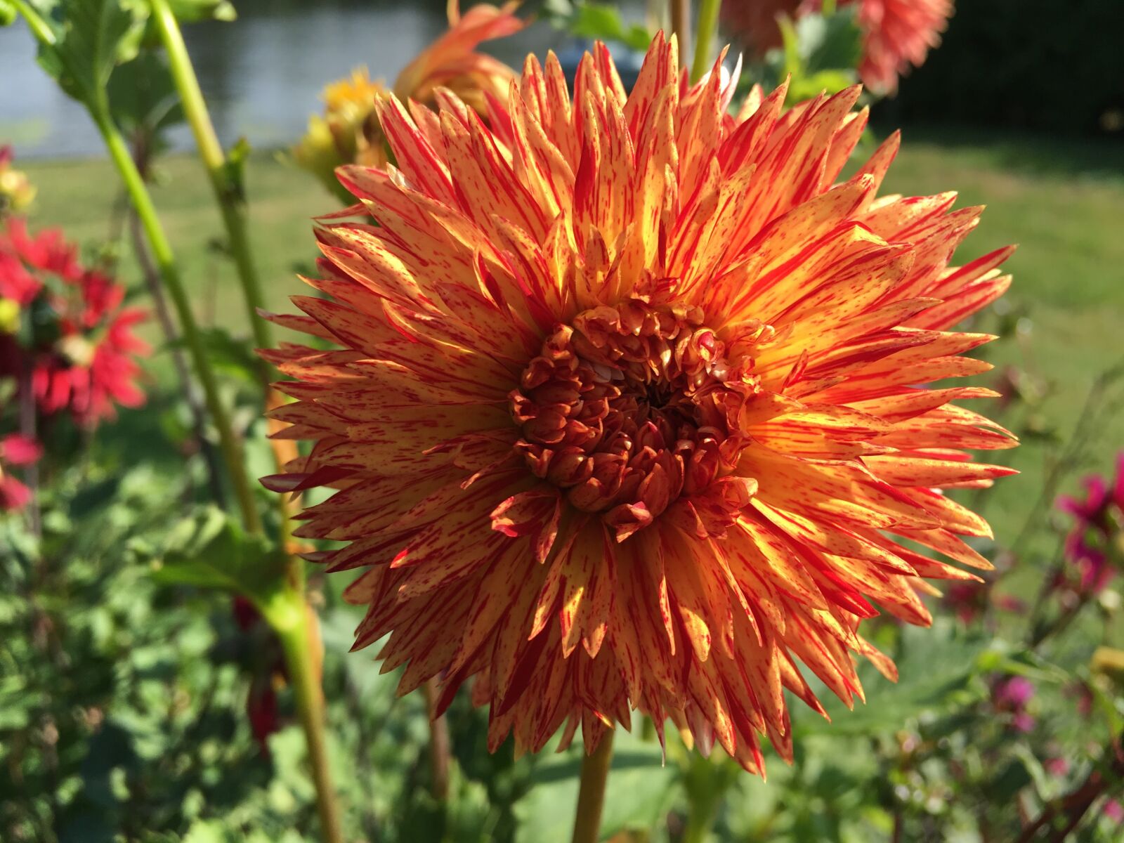 Apple iPhone 6s Plus sample photo. Dahlia, rejmans firecracker, cactus photography