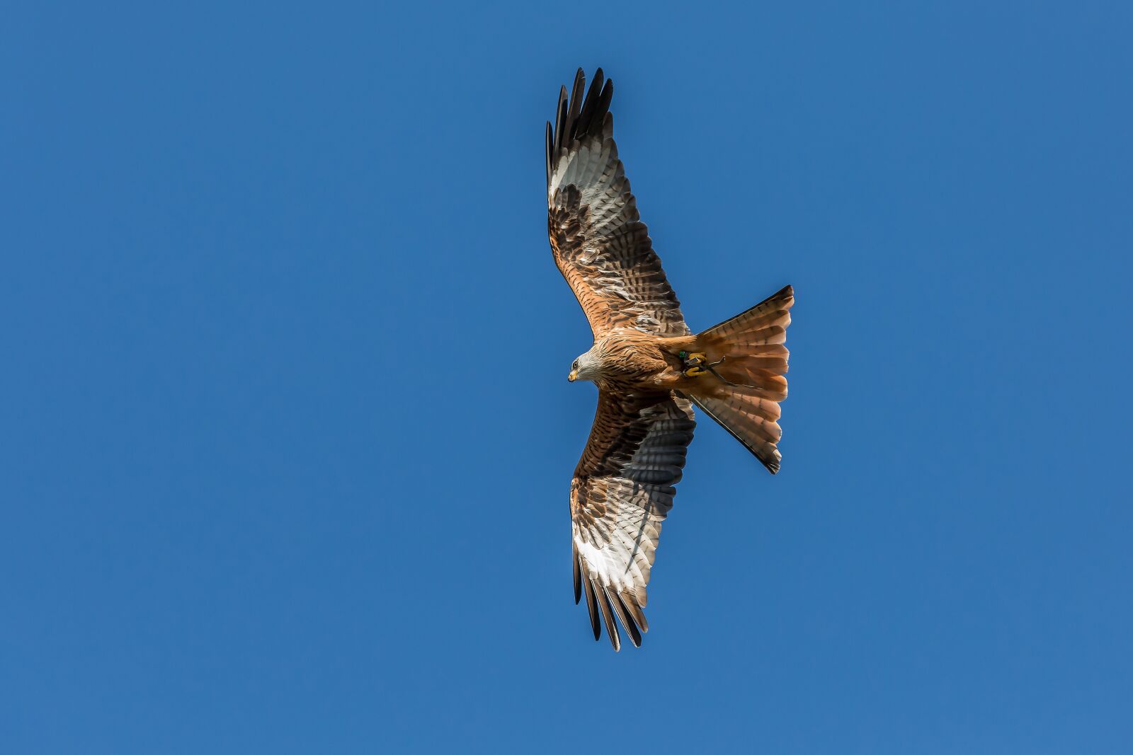 Canon EOS 5D Mark IV sample photo. Red kite, milan, raptor photography