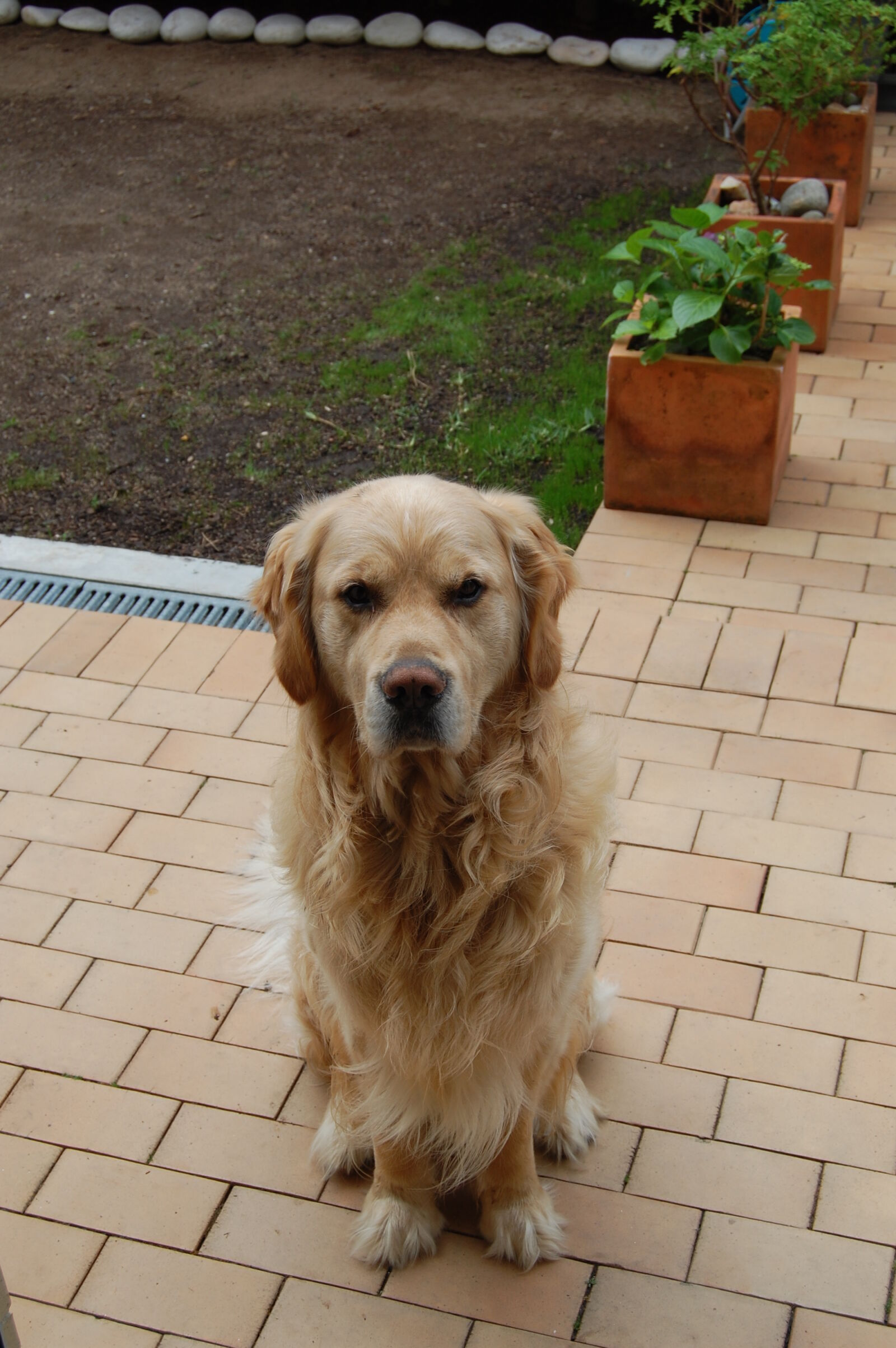 Nikon D40 sample photo. Cute, dog, dog, golden photography