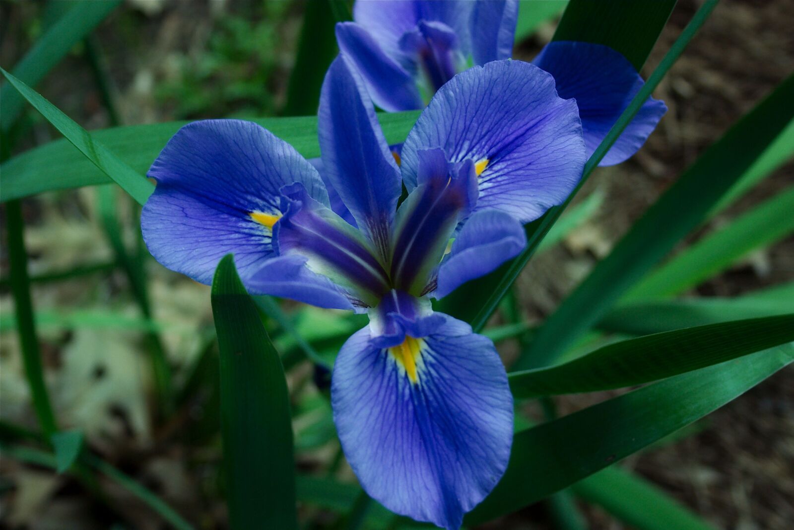 Canon EOS 300D (EOS Digital Rebel / EOS Kiss Digital) sample photo. Iris, bloom, flower photography