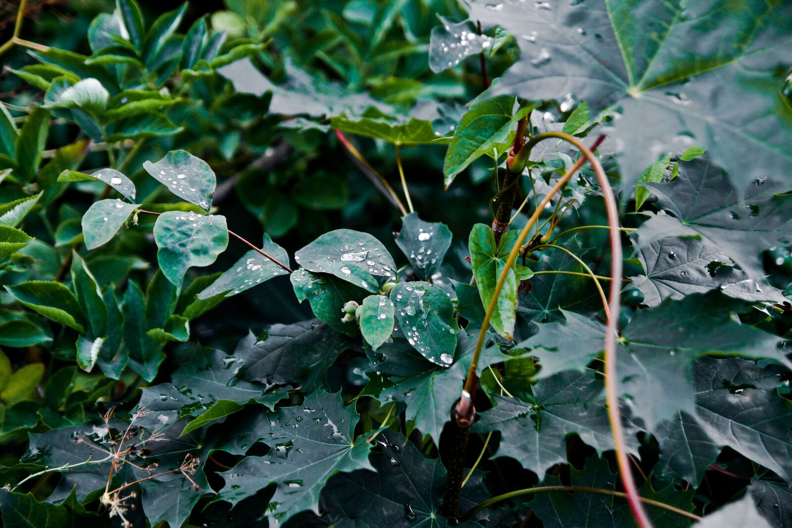 Canon EOS 7D sample photo. Green summer, close up photography