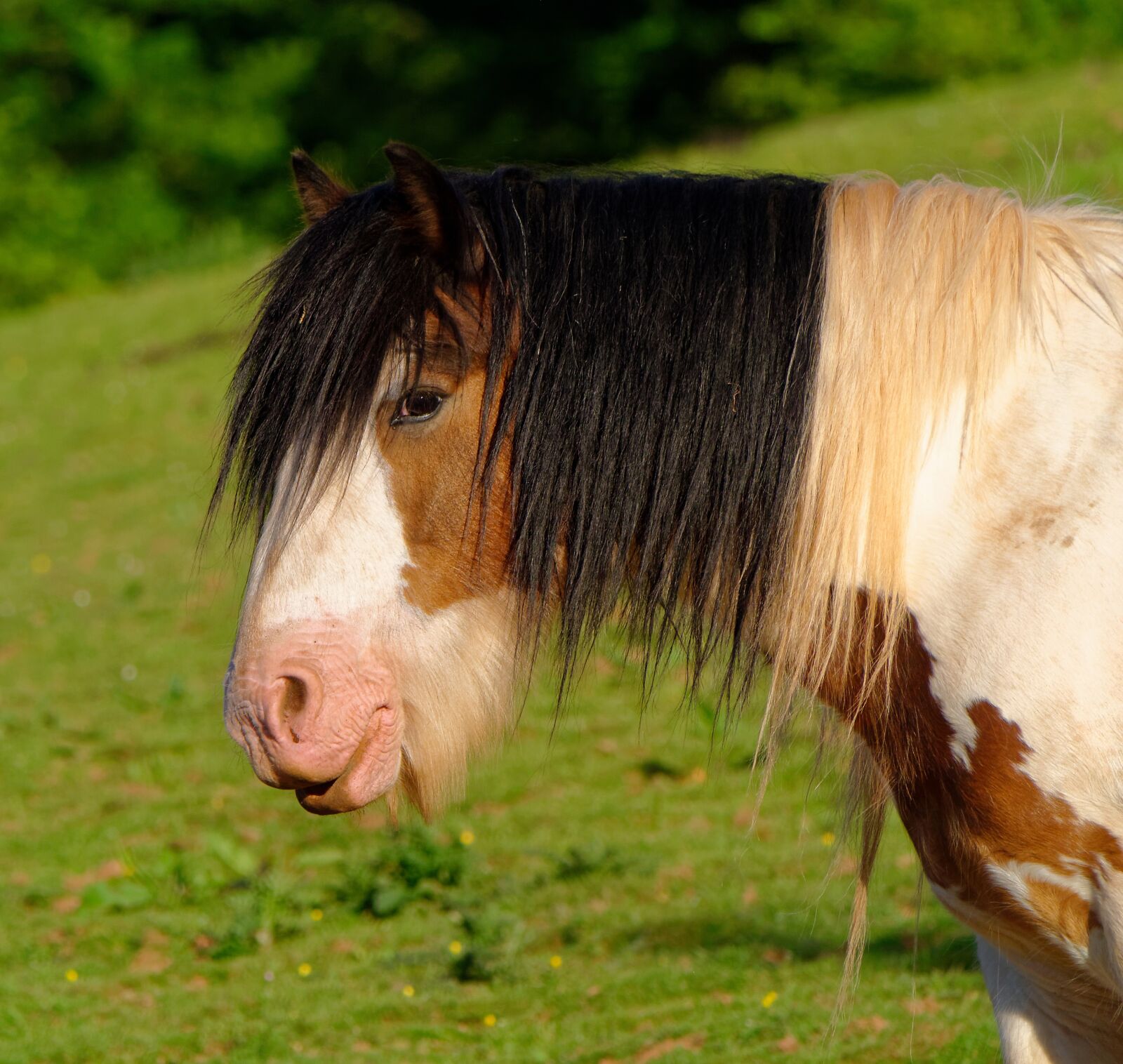 Panasonic Lumix DMC-G3 sample photo. Horse, watching, colourful photography