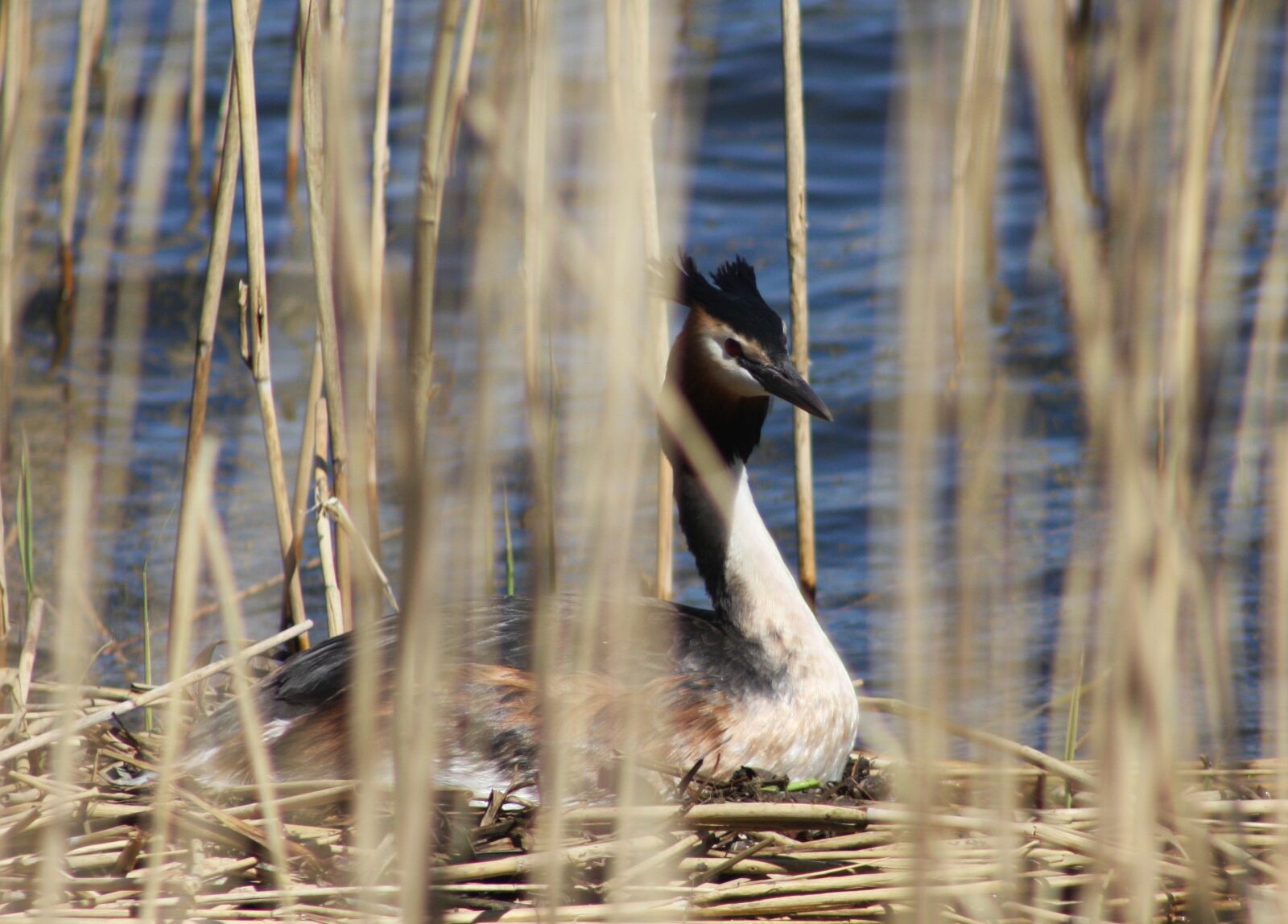 Canon EOS 40D sample photo. Nature, birds, lake photography