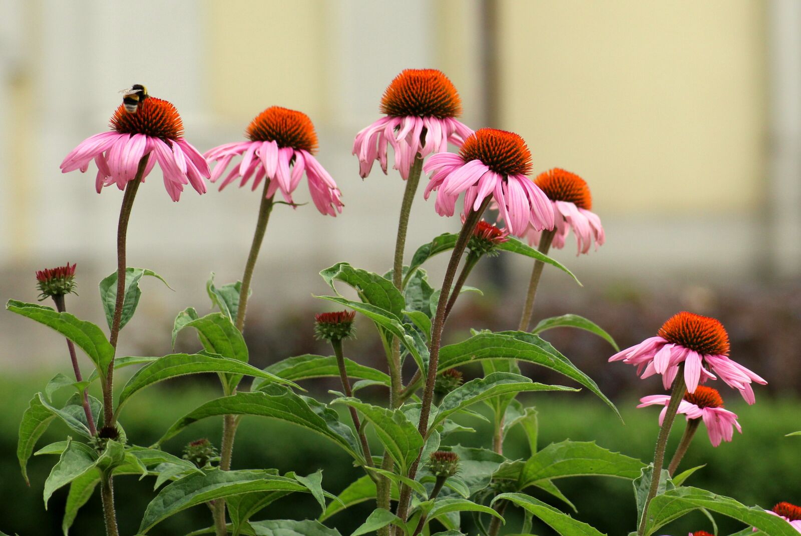 Canon EOS 1200D (EOS Rebel T5 / EOS Kiss X70 / EOS Hi) sample photo. Purple coneflower, flowers, pink photography