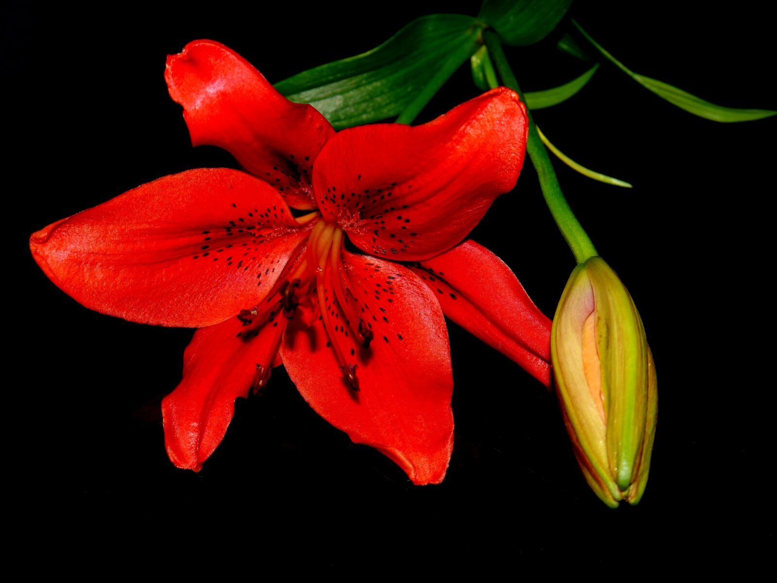 Panasonic Lumix DMC-G3 sample photo. Lily, summer, blossom photography