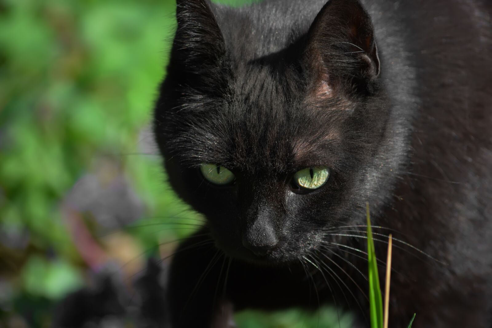 Nikon D5200 sample photo. Jeanne, cat, nature photography