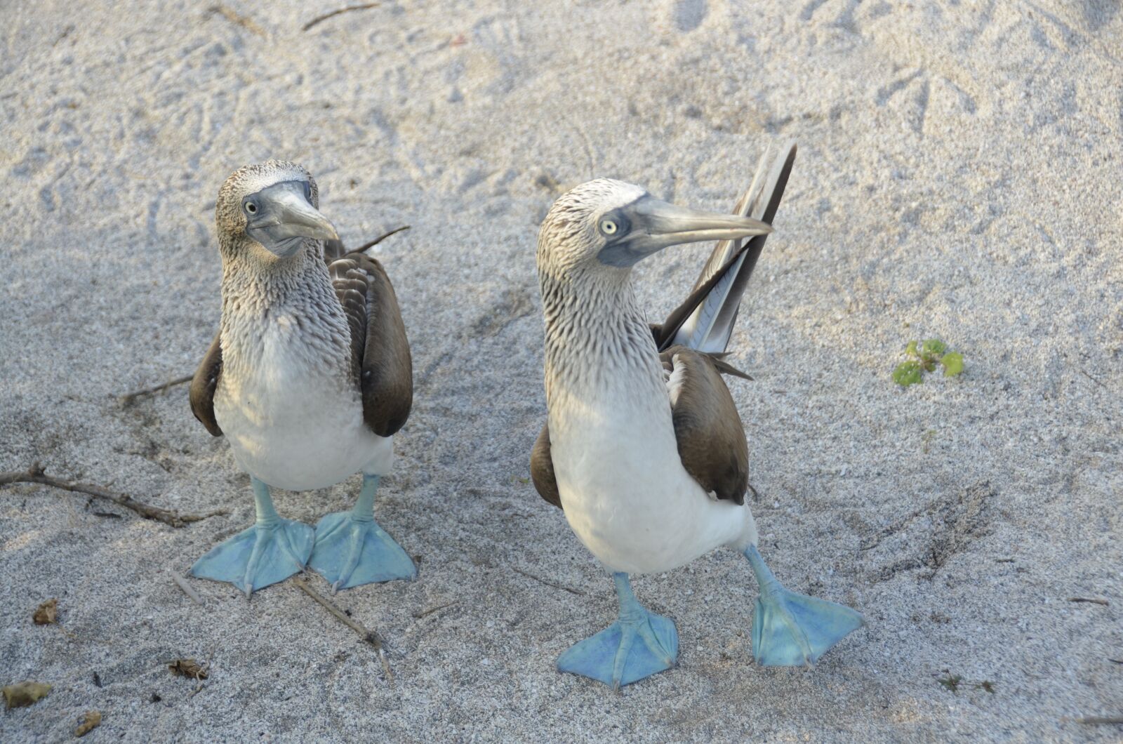 Nikon D5100 sample photo. Galapagos, bird, blauwvoetgent photography