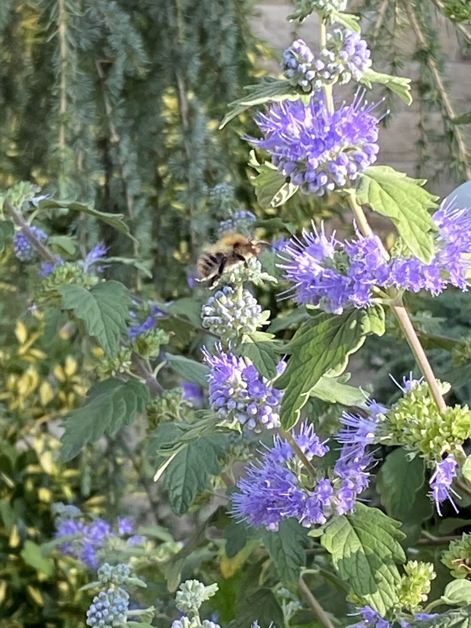 Apple iPhone 11 sample photo. Plant, purple plant, garden photography