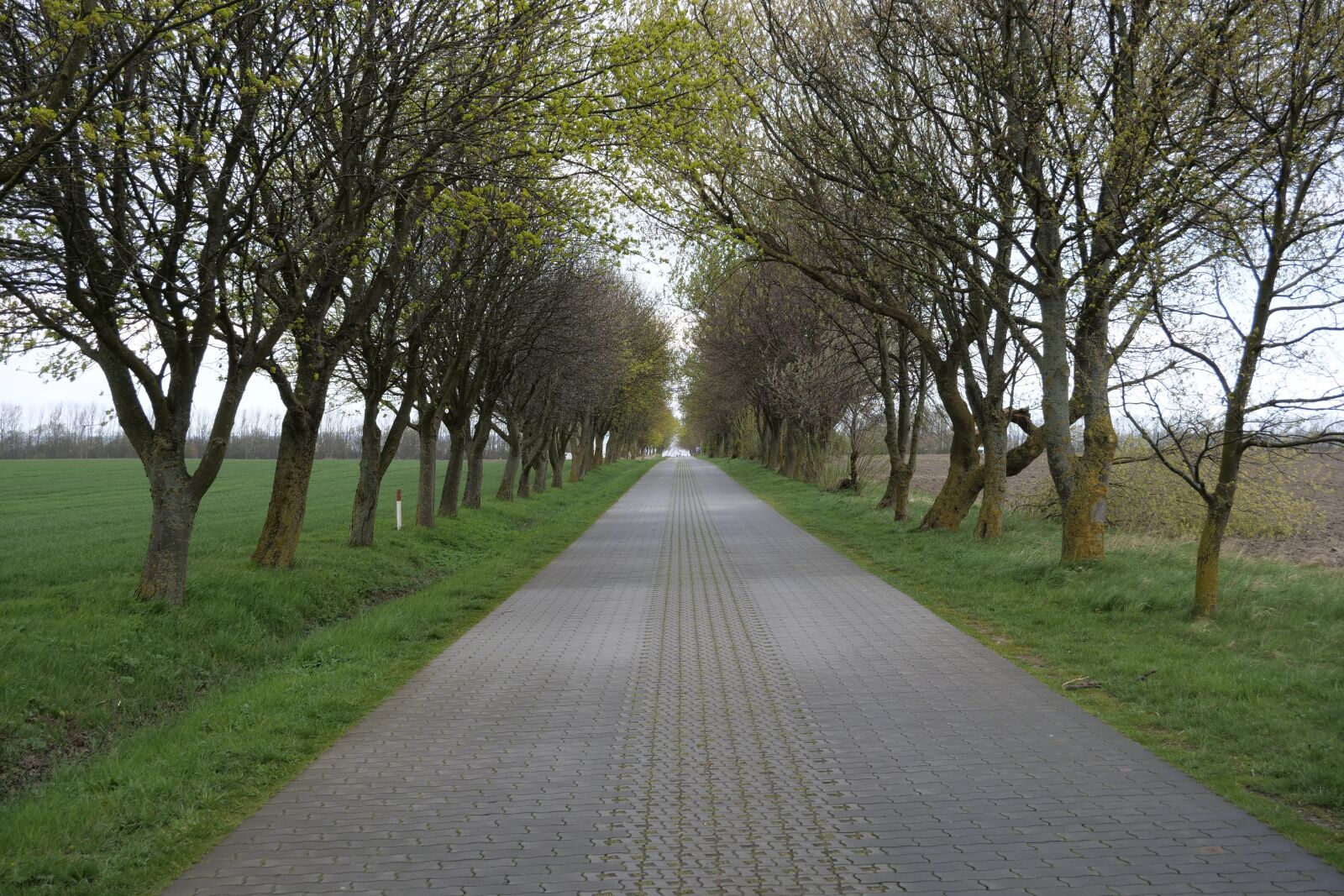 Panasonic Lumix DC-G9 sample photo. Tree, road, all road photography