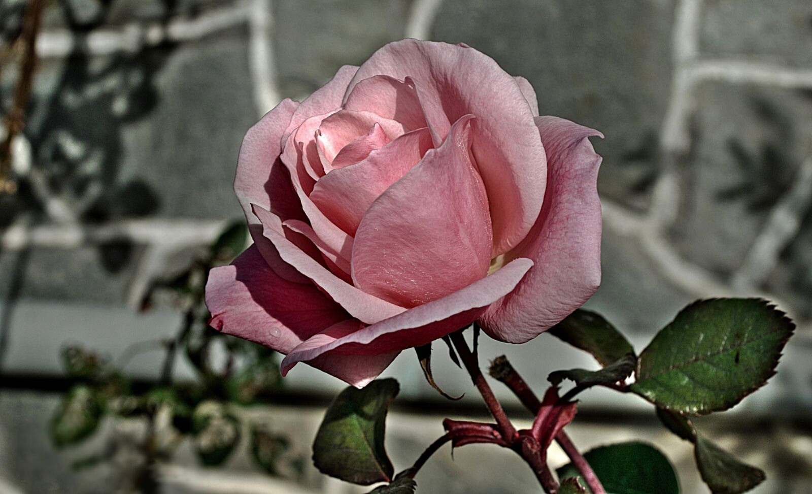 Nikon D5100 sample photo. Rose, garden, petals photography
