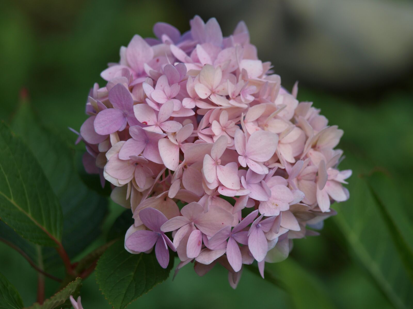 Olympus E-420 (EVOLT E-420) sample photo. Hydrangea, flower, hydrangea plants photography