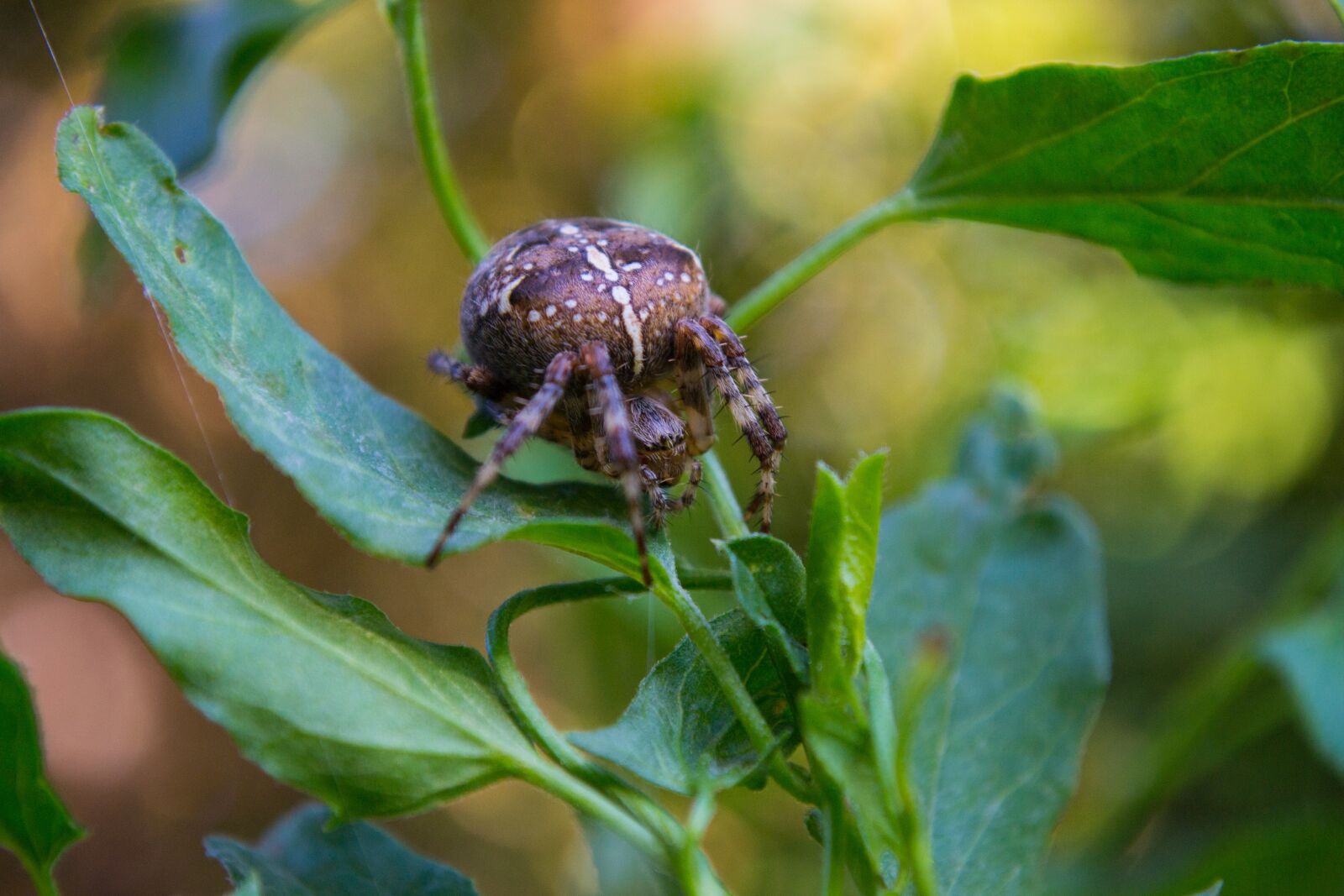 Nikon D3100 sample photo. Araneus, insect, close up photography