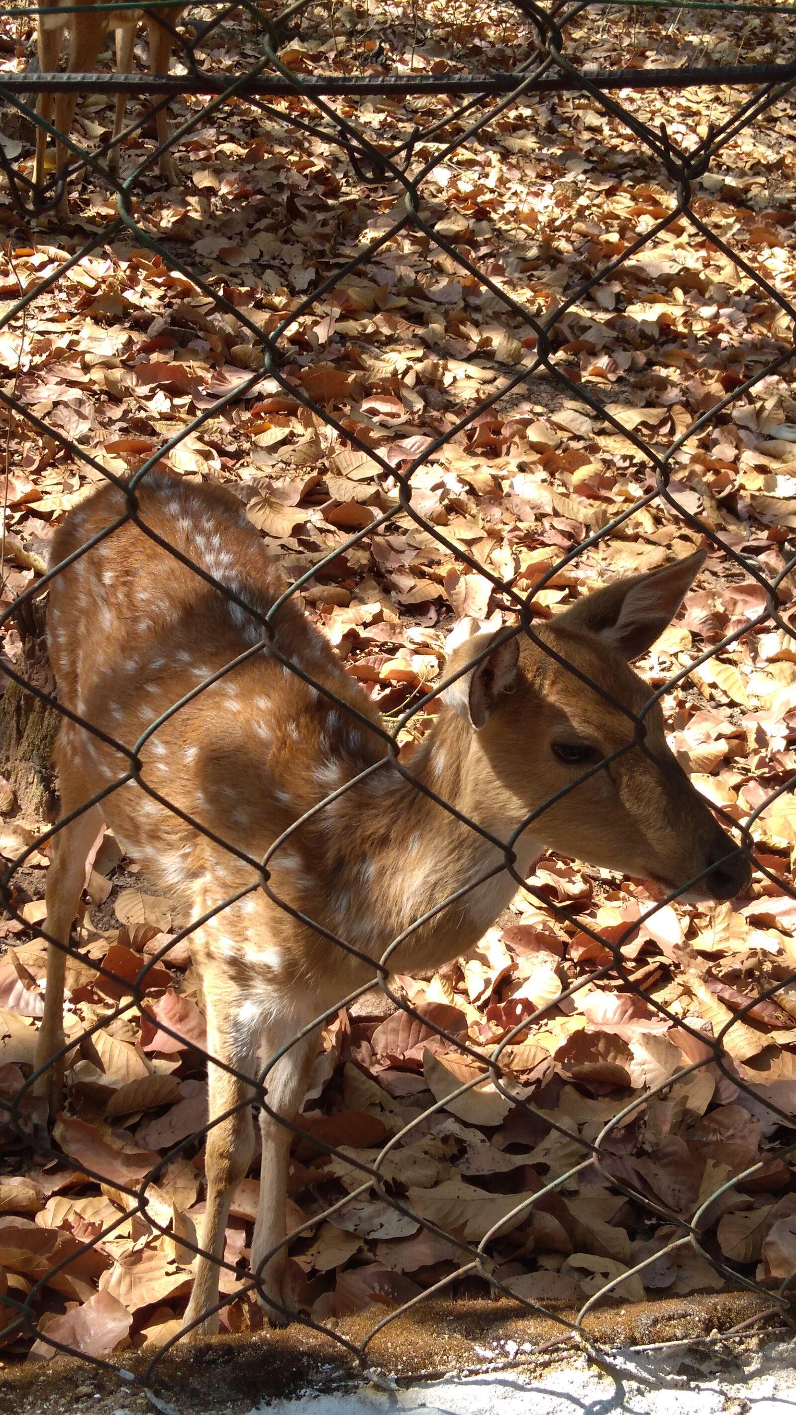 Lenovo K6 NOTE sample photo. Animals, deer, zoo photography