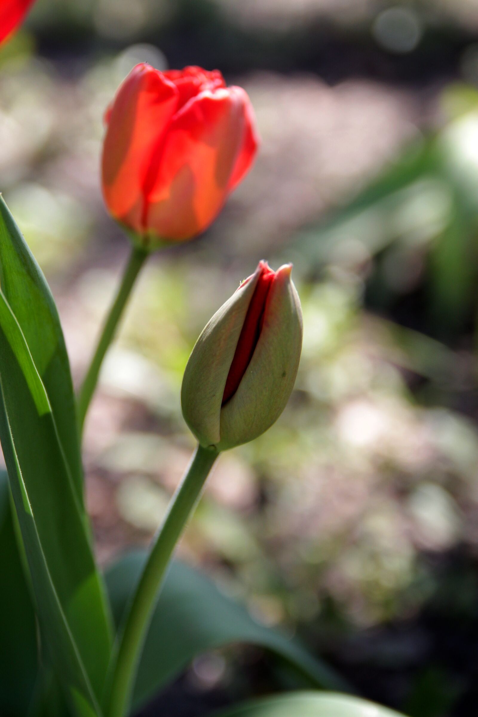 Canon EOS 60D sample photo. Tulip, flower, spring photography