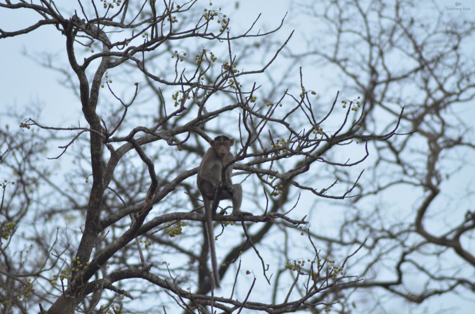 Nikon D5100 sample photo. Monkey, animal, mammal photography