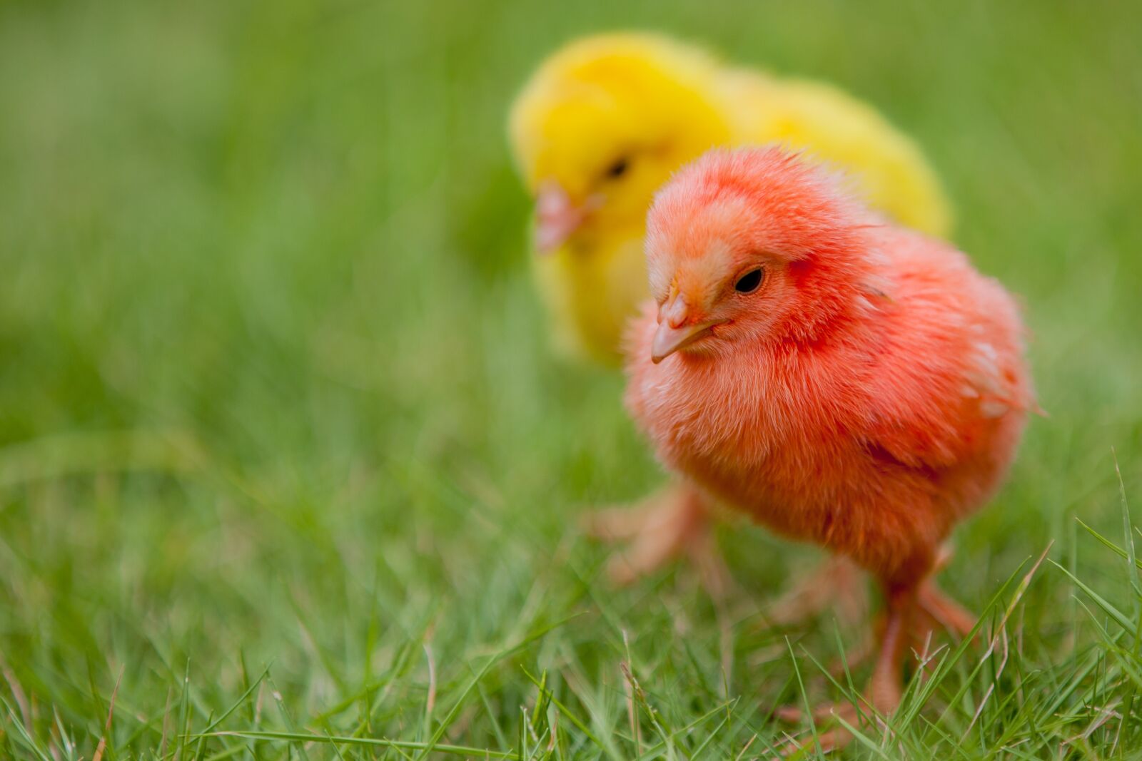 Canon EOS 5D Mark II + Canon EF 70-200mm F2.8L IS II USM sample photo. Chicks, colorful, nature photography