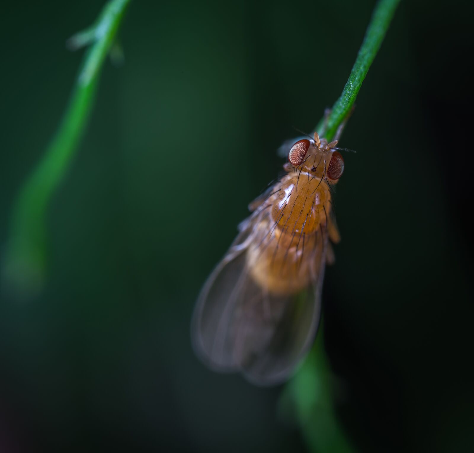 #124 65/2.8 sample photo. Insect, fly, stem photography