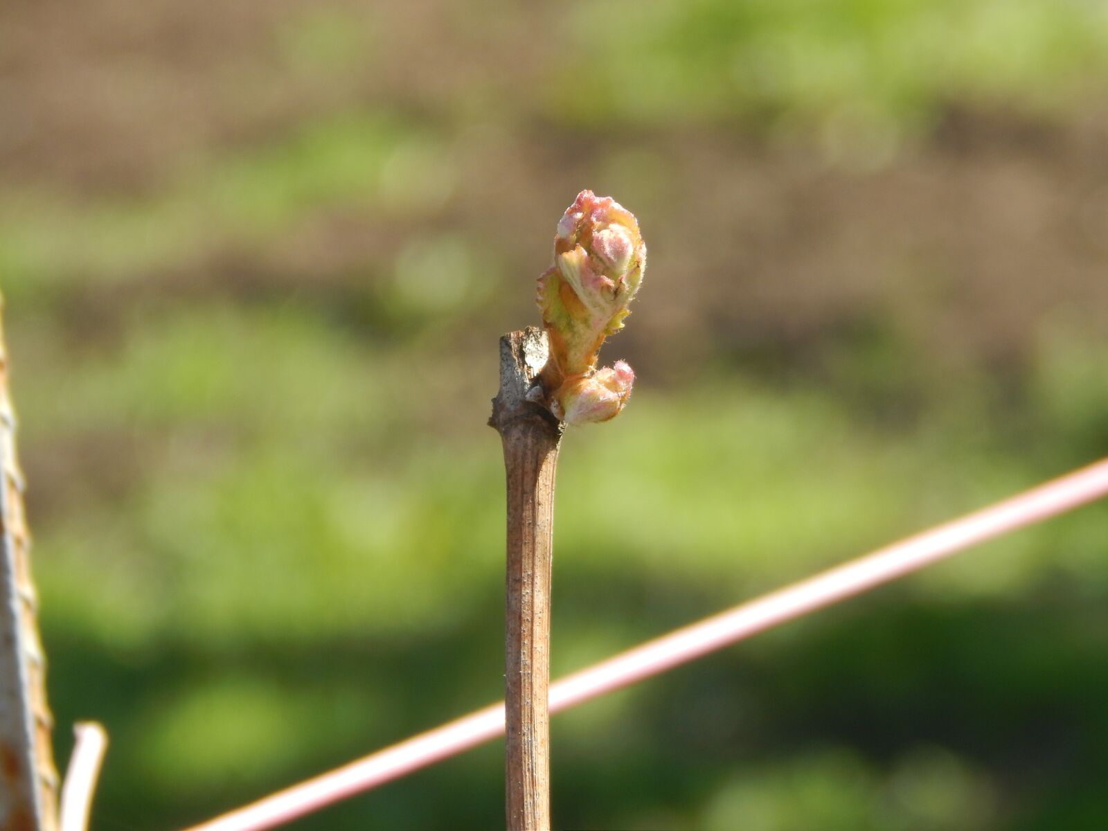Nikon Coolpix L820 sample photo. Grapes, nature, bloom photography