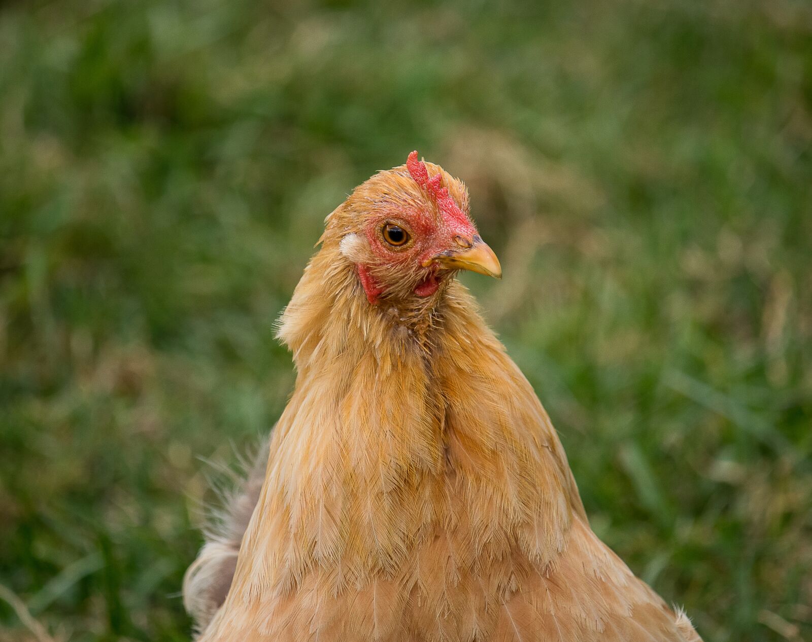 Canon EF-S 55-250mm F4-5.6 IS STM sample photo. Chicken, hen, bird photography