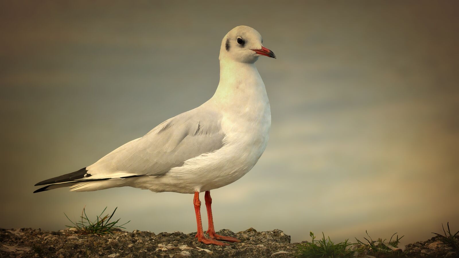 Panasonic Lumix DMC-GX8 sample photo. Seagull, bird, wing photography