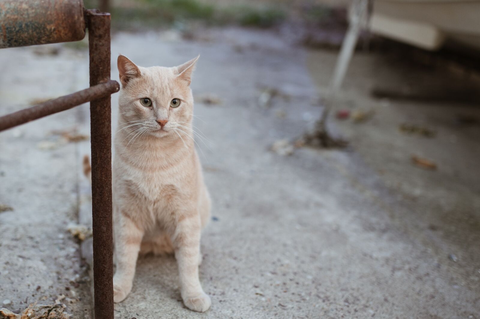 Canon EOS 6D sample photo. Cat, animal, cute photography