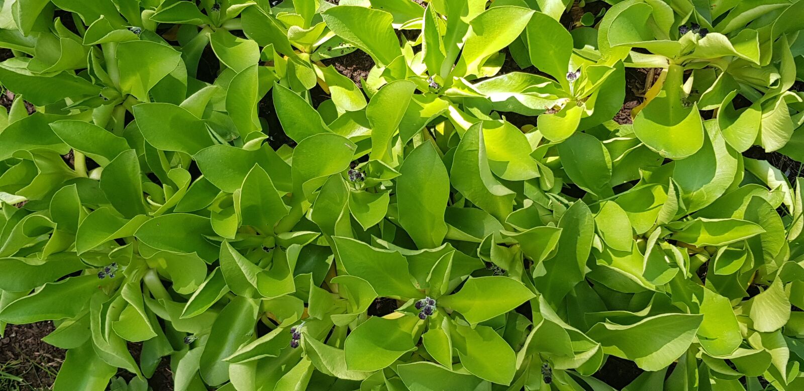 Samsung Galaxy S8 sample photo. Green, leaves, sunny photography