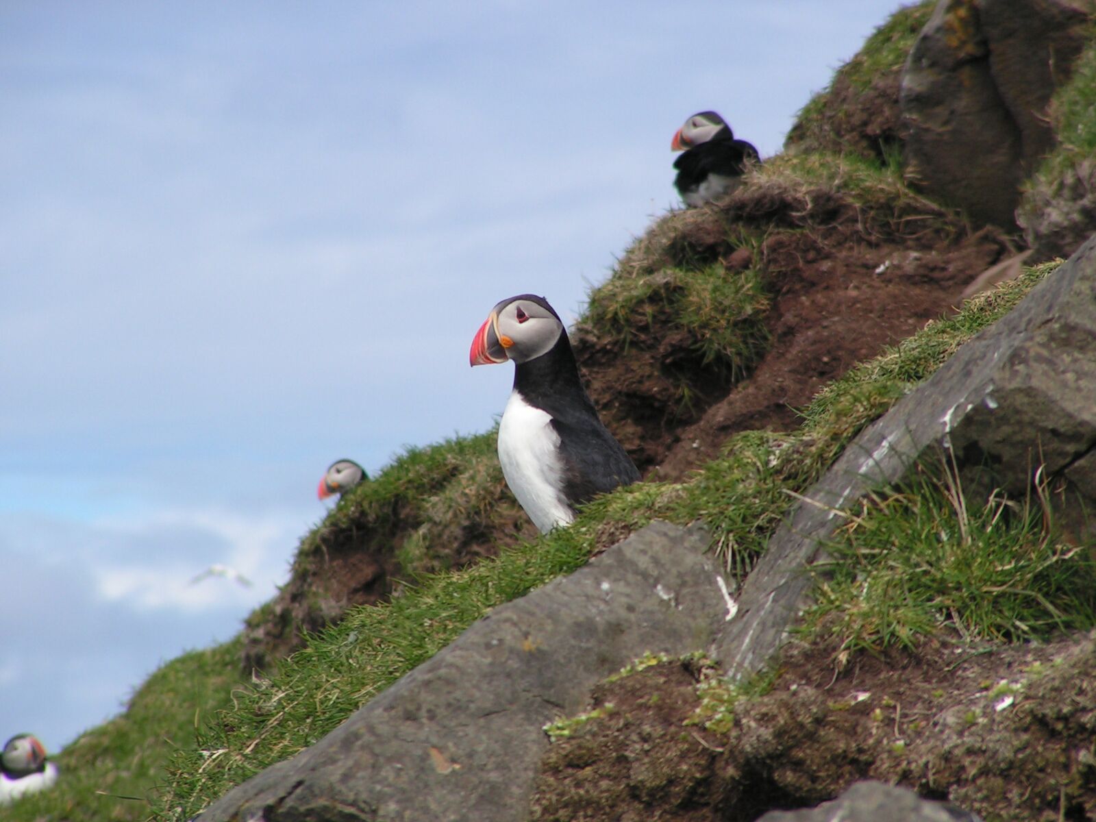 KONICA MINOLTA DiMAGE Z10 sample photo. Puffin, faroe, bird photography