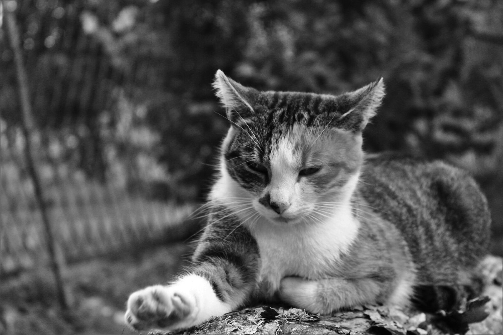 Canon EOS 1300D (EOS Rebel T6 / EOS Kiss X80) sample photo. Cat, kitten, animal photography