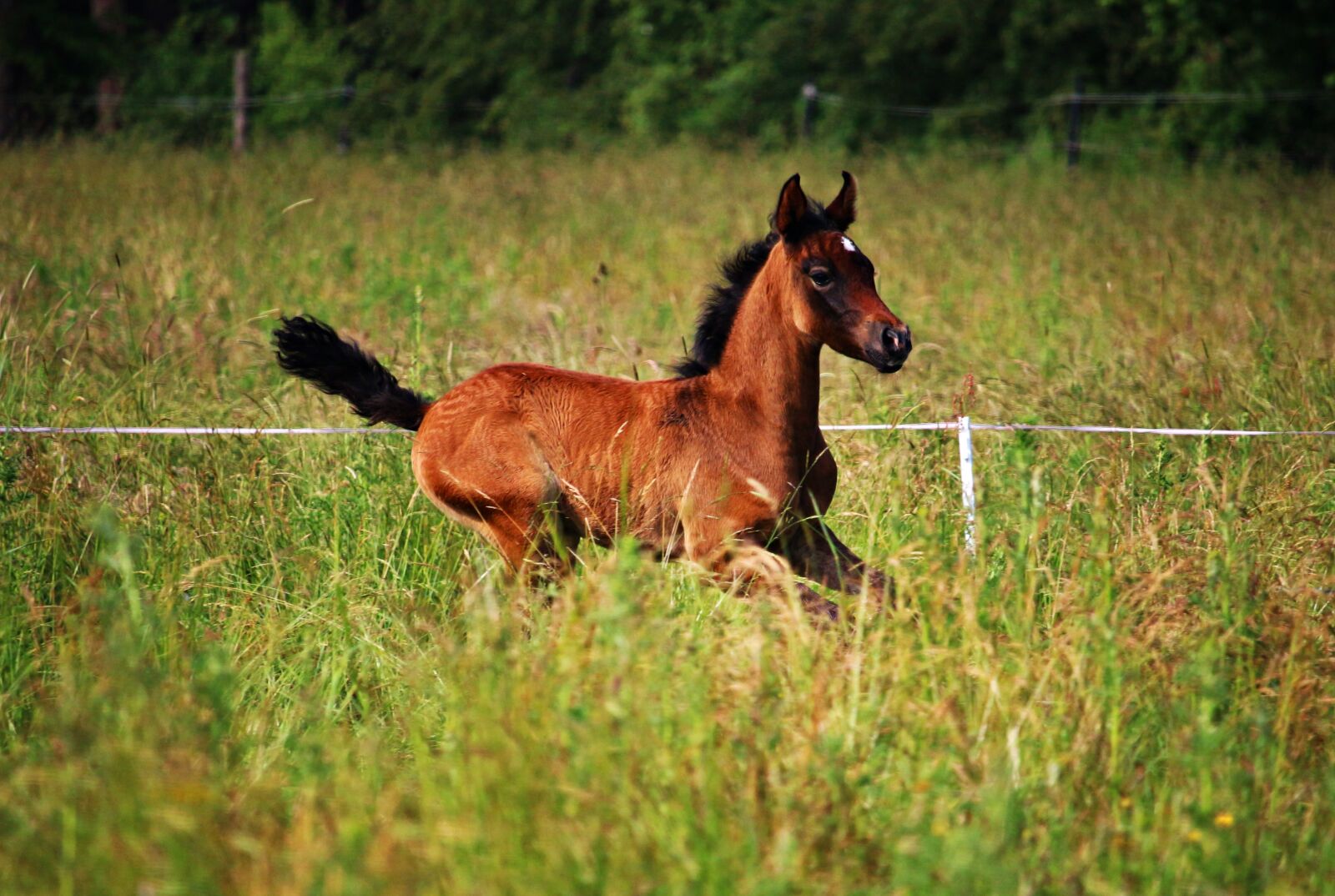 Canon EOS 100D (EOS Rebel SL1 / EOS Kiss X7) sample photo. Horse, foal, brown mold photography