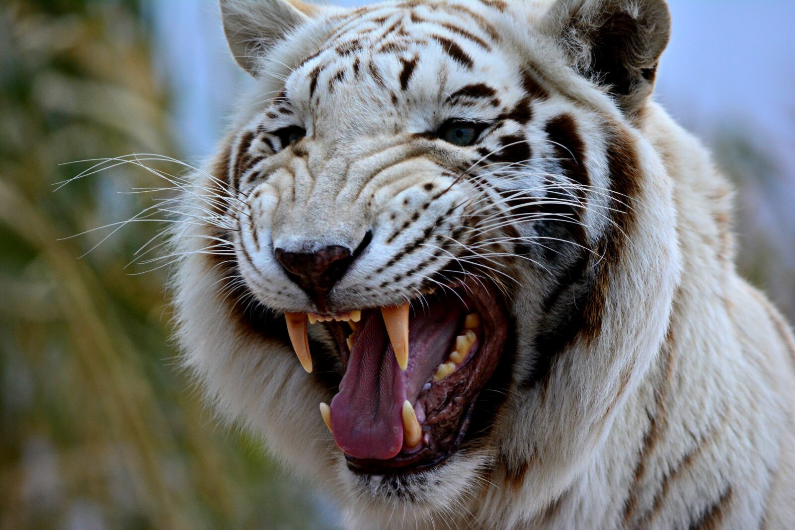 Nikon D5200 sample photo. Africa, zoo, predator, teeth photography
