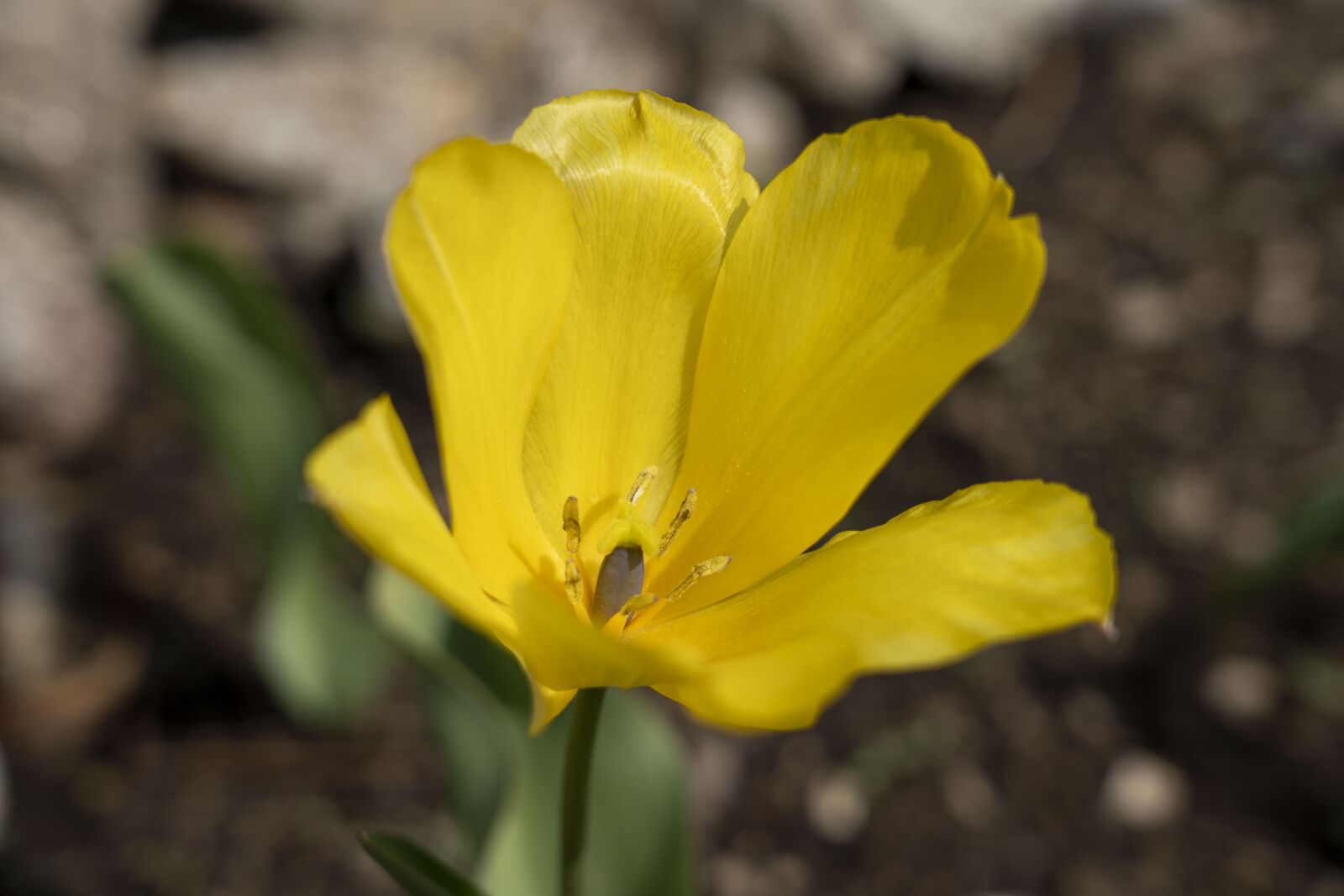 Sony FE 24-105mm F4 G OSS sample photo. Tulip, flower, nature photography
