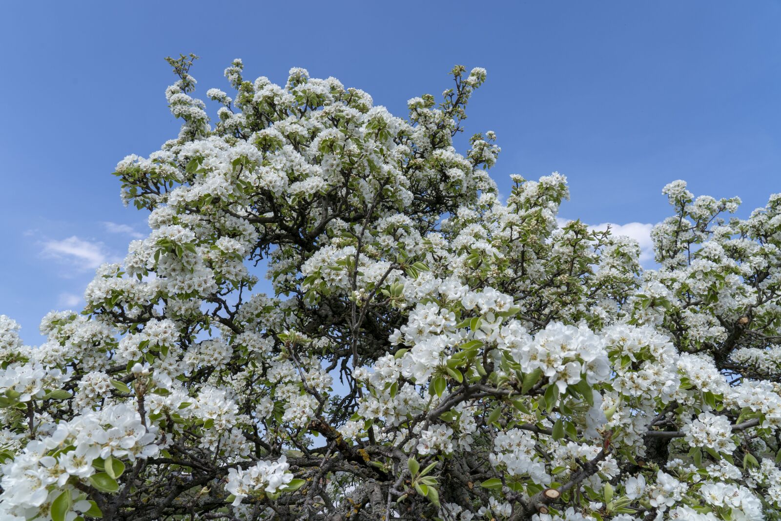 Sony FE 24-105mm F4 G OSS sample photo. Spring, flower, flowers photography