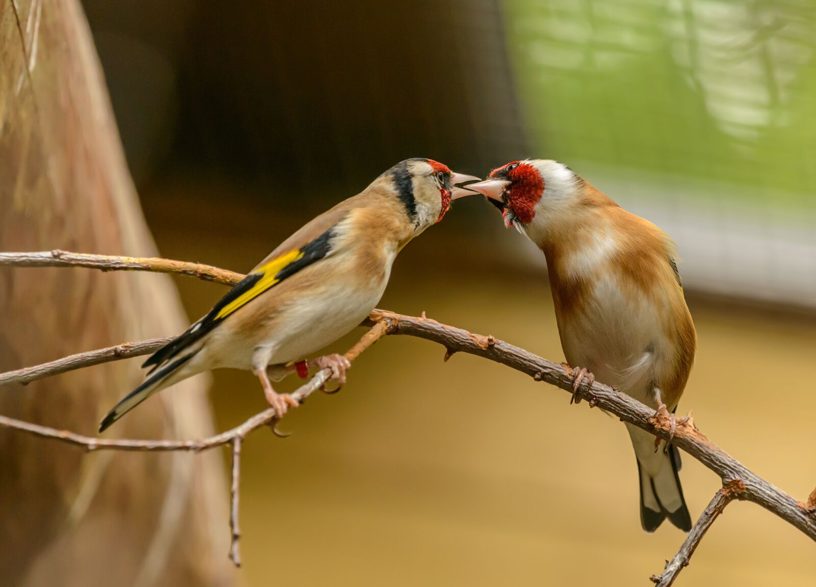 Nikon D800E sample photo. Goldfinch, bird, feeding photography