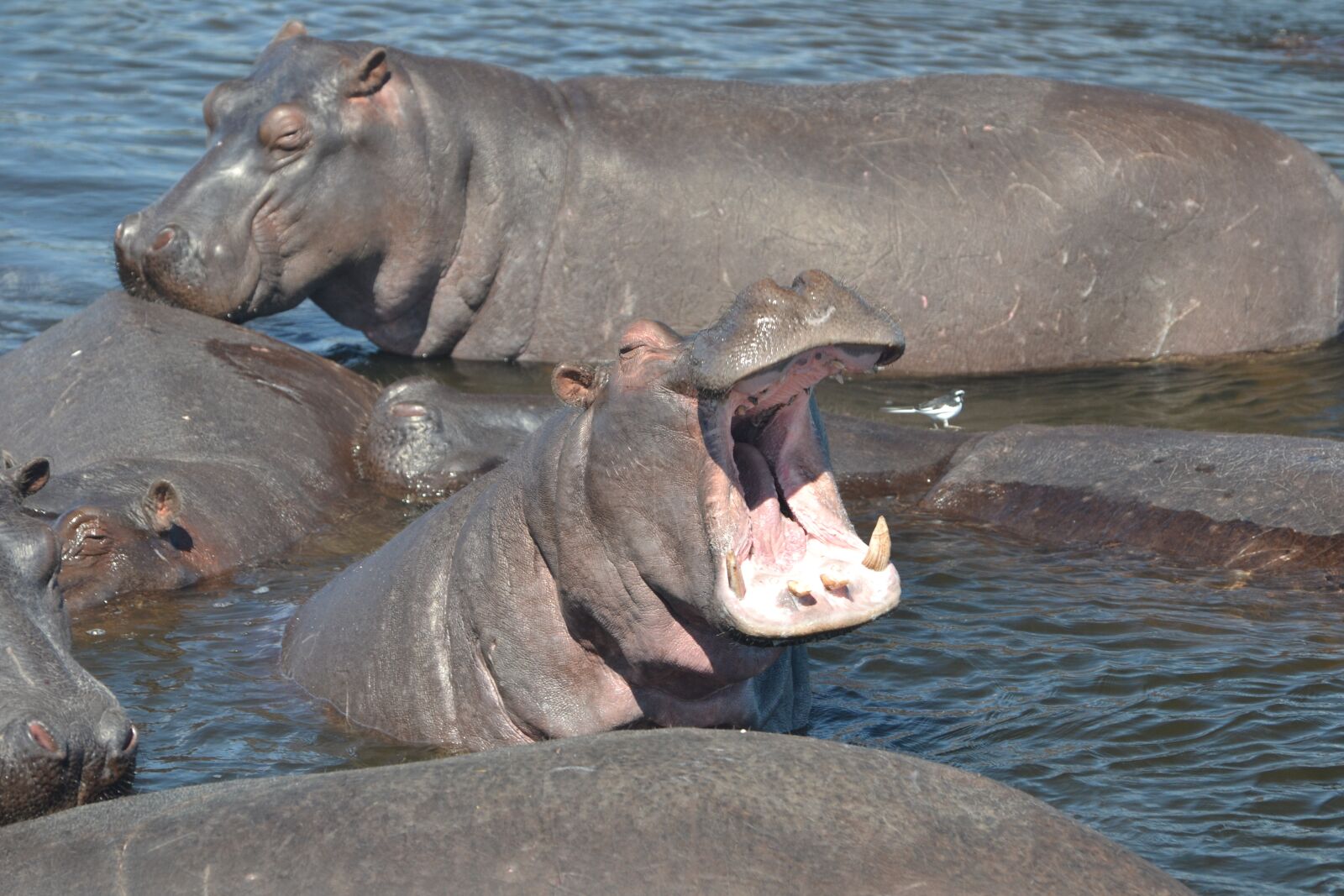 Nikon D3100 sample photo. Hippo, botswana, africa photography