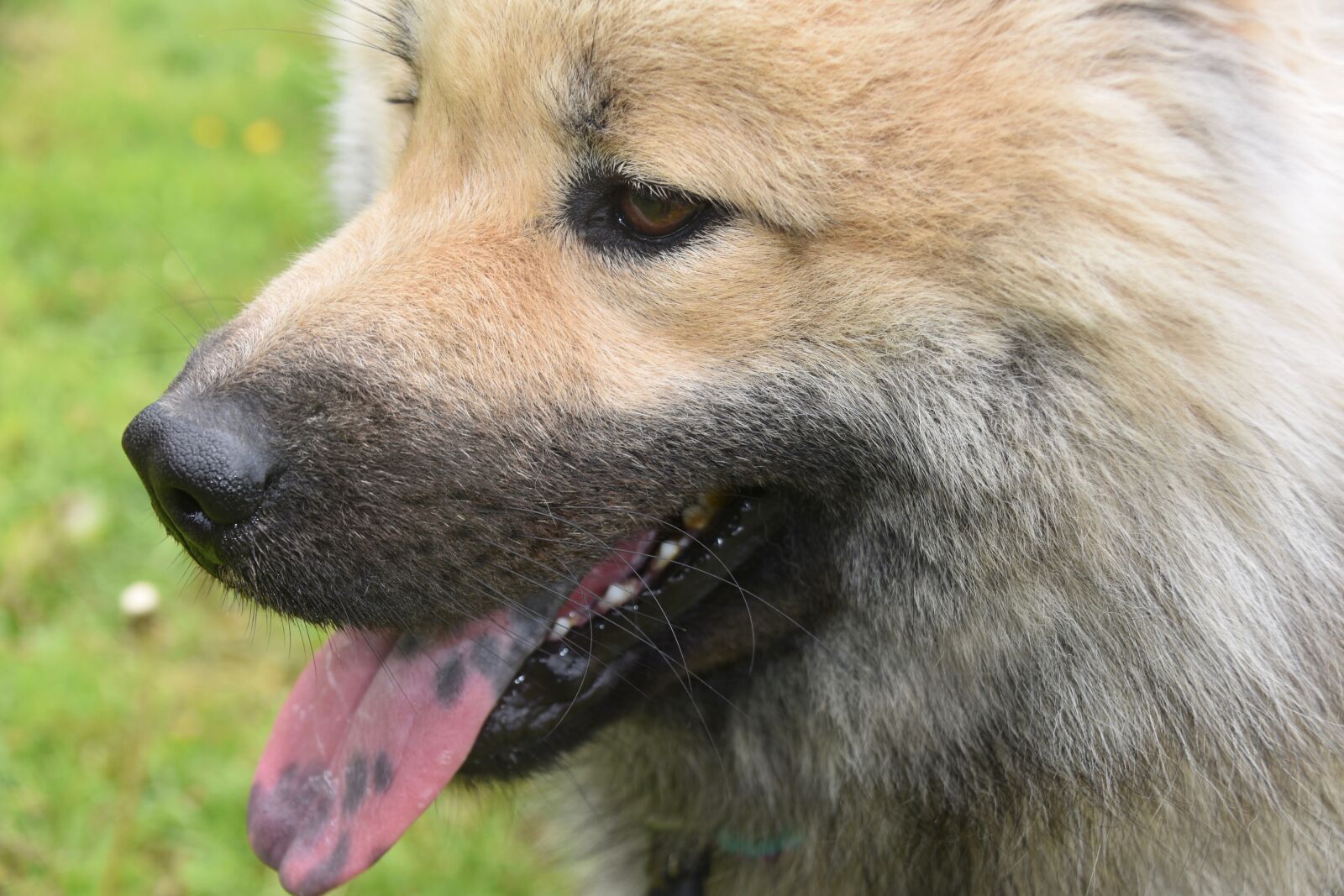 Nikon D5600 sample photo. Dog, dog muzzle, dog photography