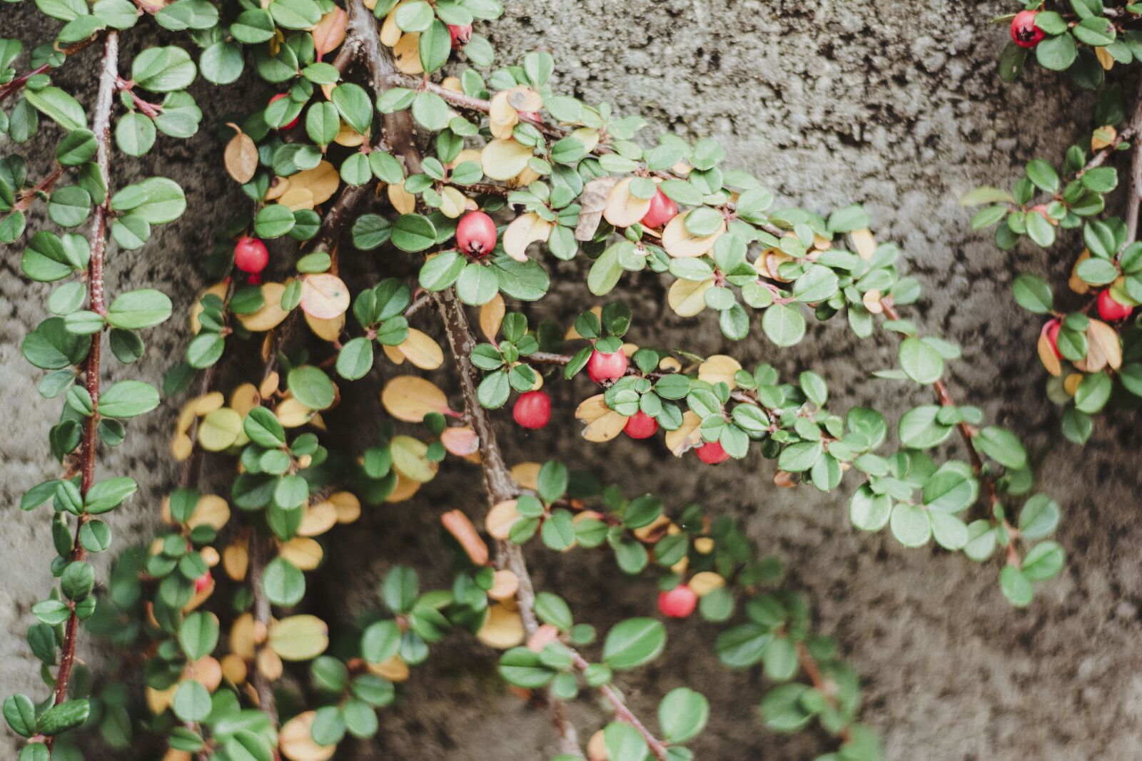 Nikon D5200 sample photo. Autumn, plant, green photography