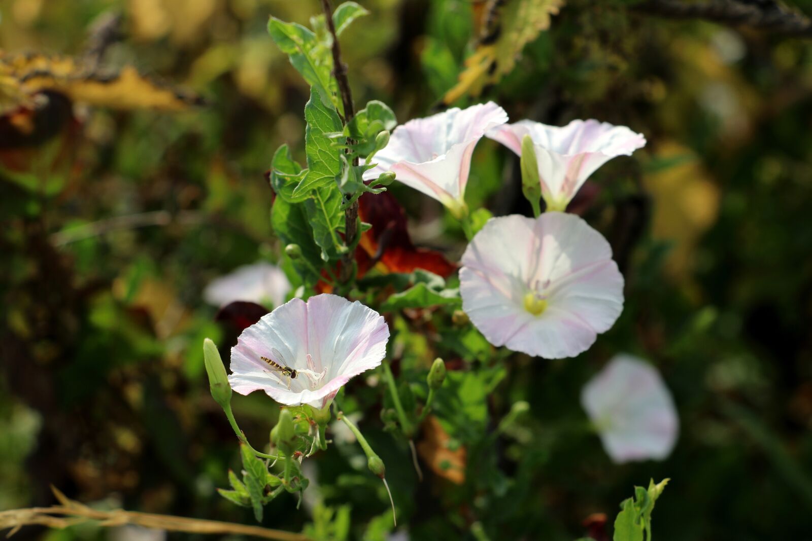 Canon EOS 80D sample photo. Meadow, flowers, summer photography