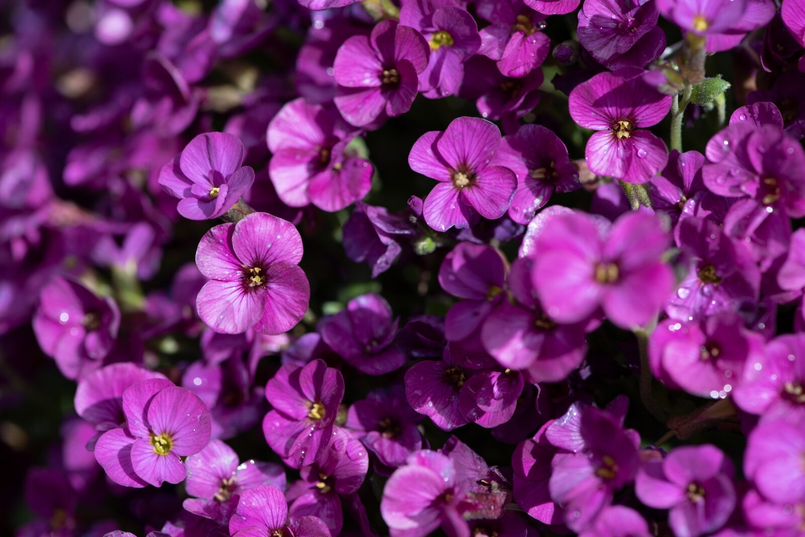 Nikon D750 sample photo. Flowers, purple, pink photography