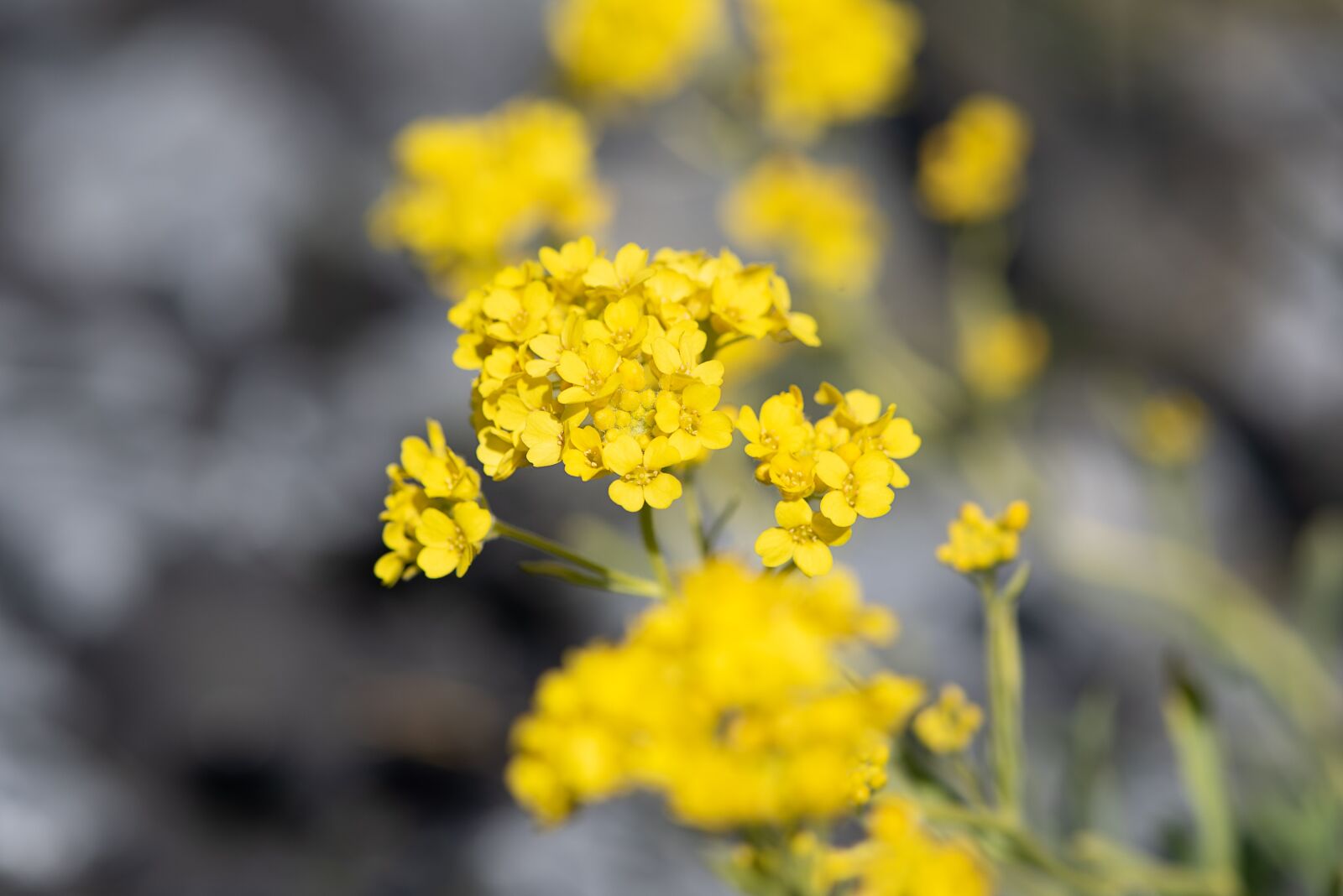 Nikon D750 sample photo. Flower, yellow, yellow flower photography