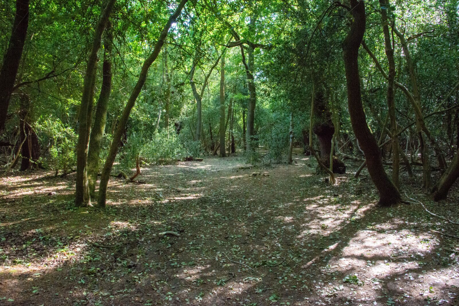 Nikon D800 sample photo. Forest, path, trees photography