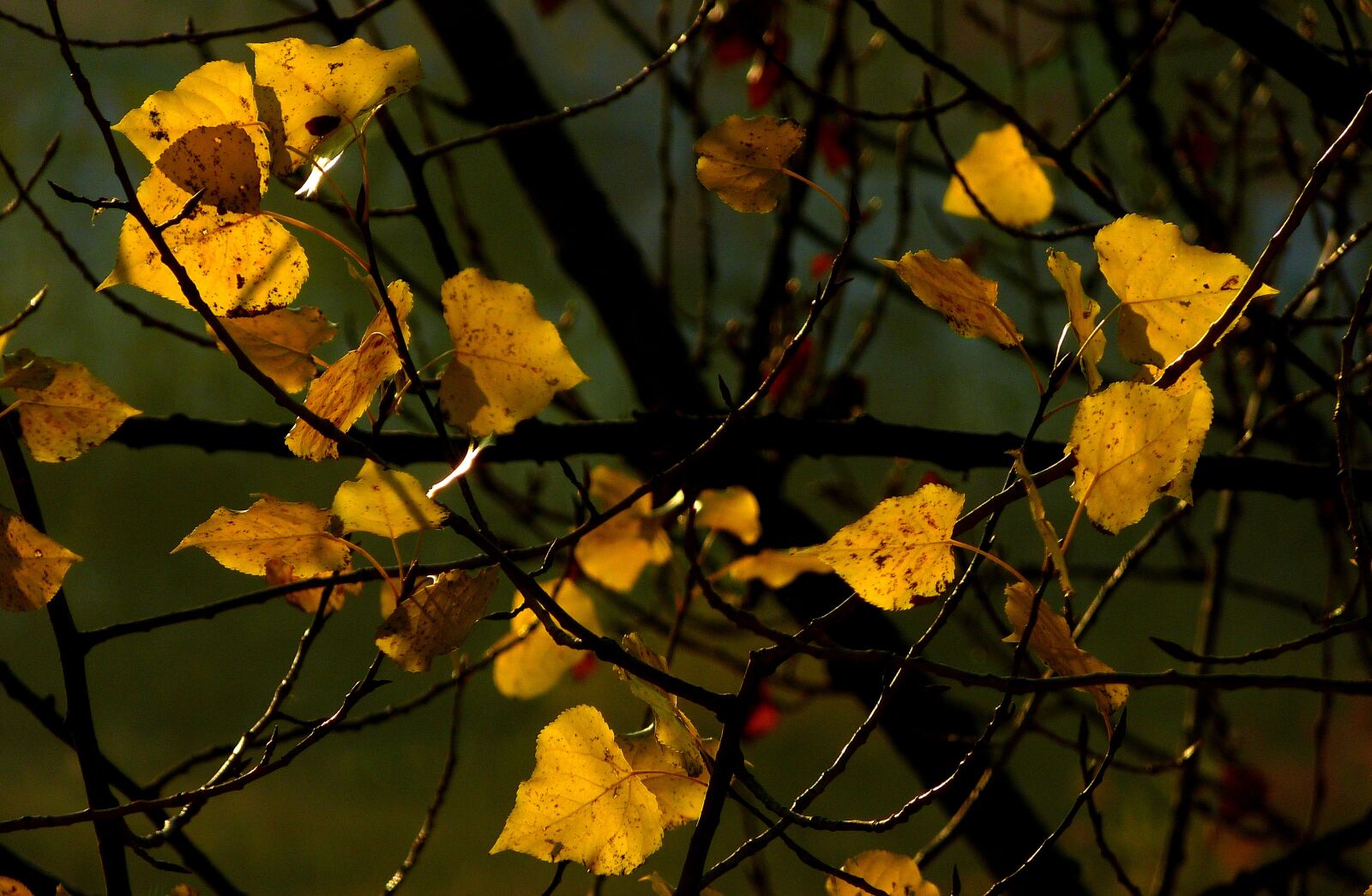 Panasonic Lumix DMC-FZ150 sample photo. Poplar, autumn, leaves photography