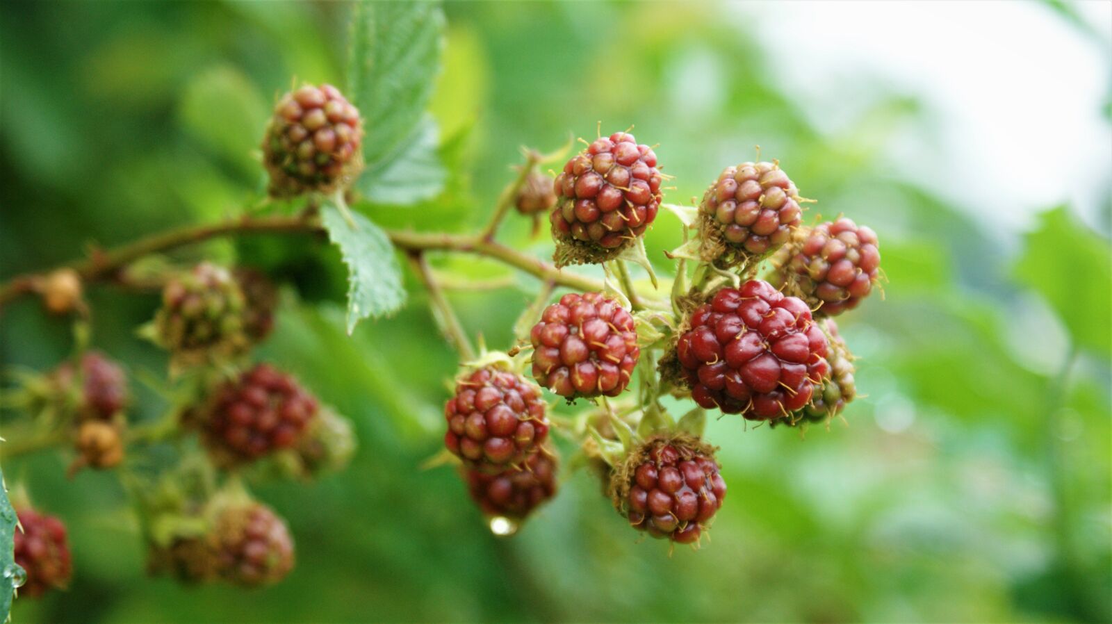 Sony Alpha DSLR-A350 sample photo. Blackberries, red, bush photography