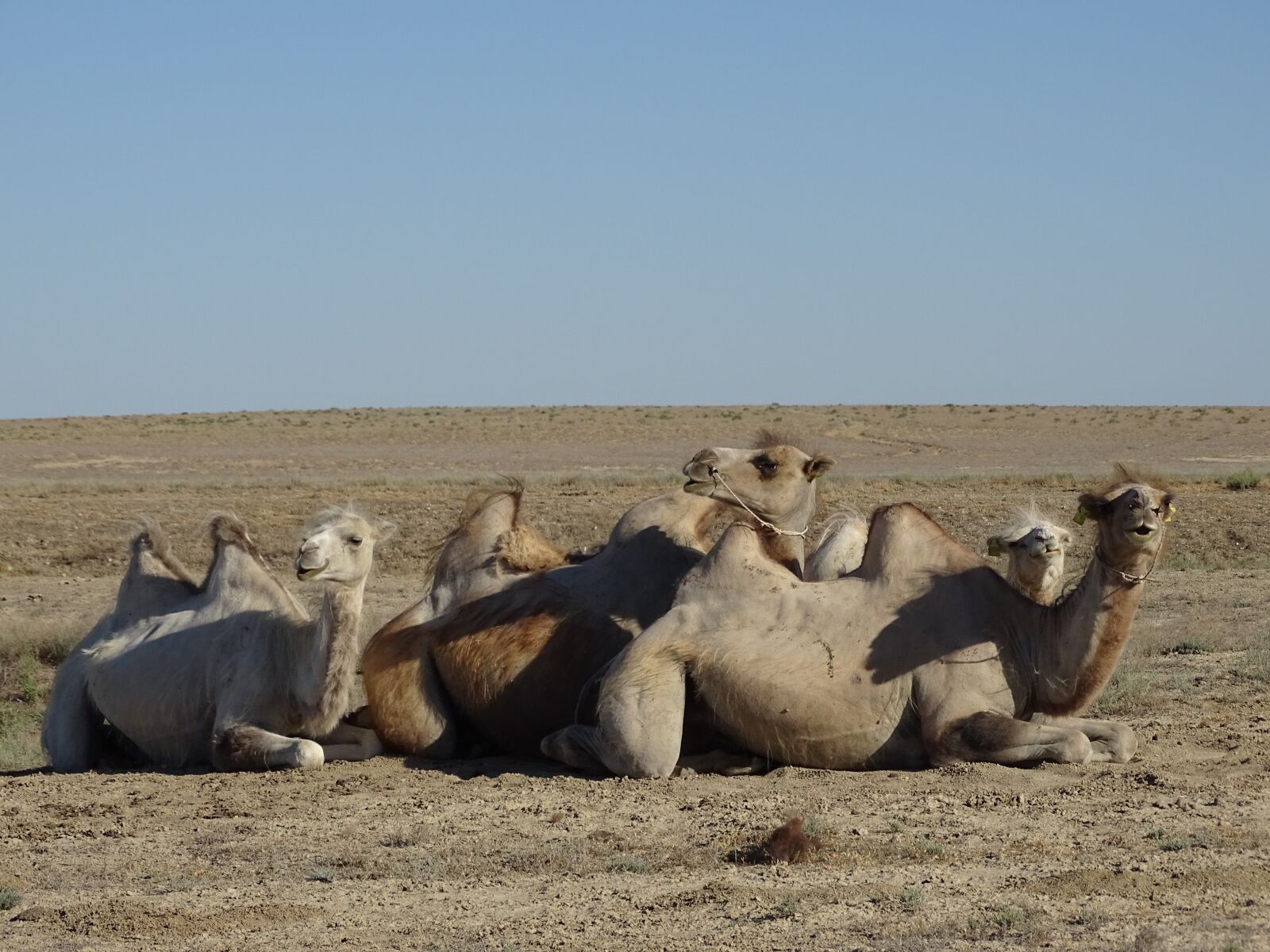 Sony DSC-HX400 sample photo. Camel, steppe, desert photography