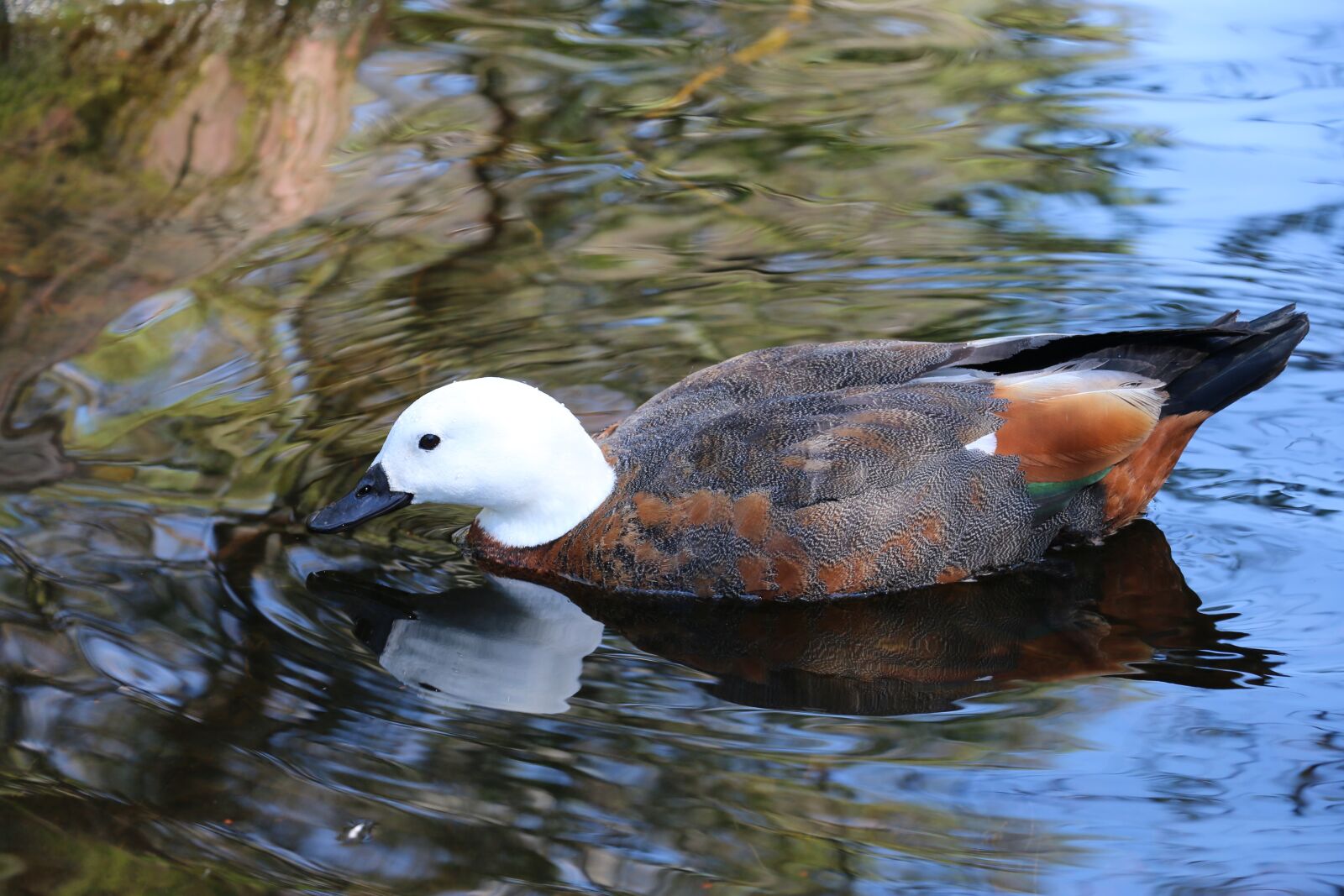 Canon EOS 70D sample photo. Duck, pond, bird photography