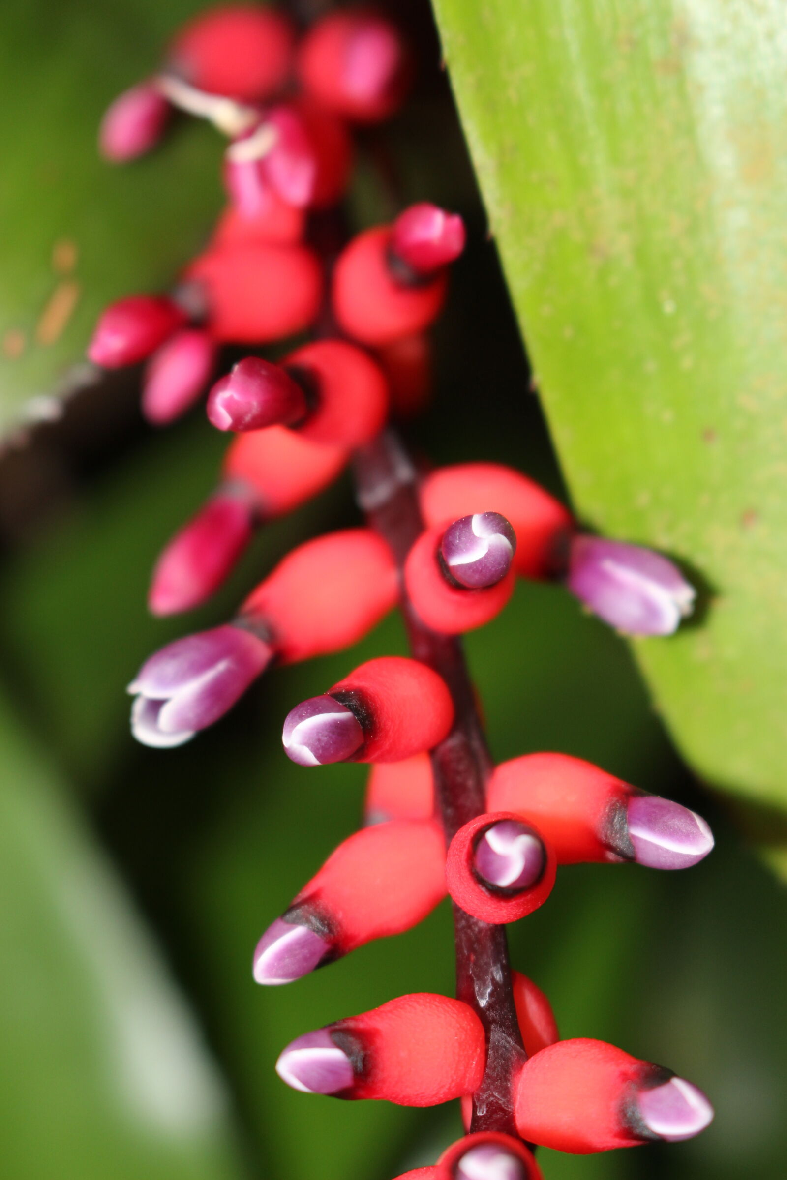 Canon EOS 100D (EOS Rebel SL1 / EOS Kiss X7) sample photo. Exotic, exotic, flower, tropical photography